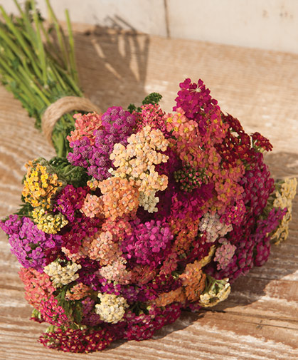 These brightly-colored yarrow flowers retain their dramatic hues when dried for use in bouquets and crafts.