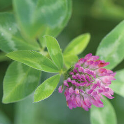 Organic Medium Red Clover Seed