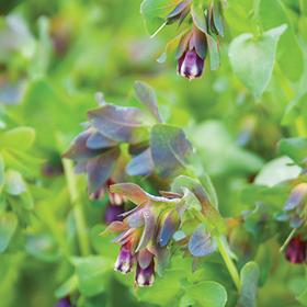 How to Grow Cerinthe