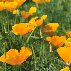 How to Grow California Poppies