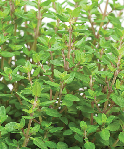 Close-up of a planting of French thyme, grown from vegetatively propagated organic plugs.