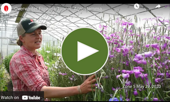 View Our Overwinter Flower Tunnel Agrostemma Video