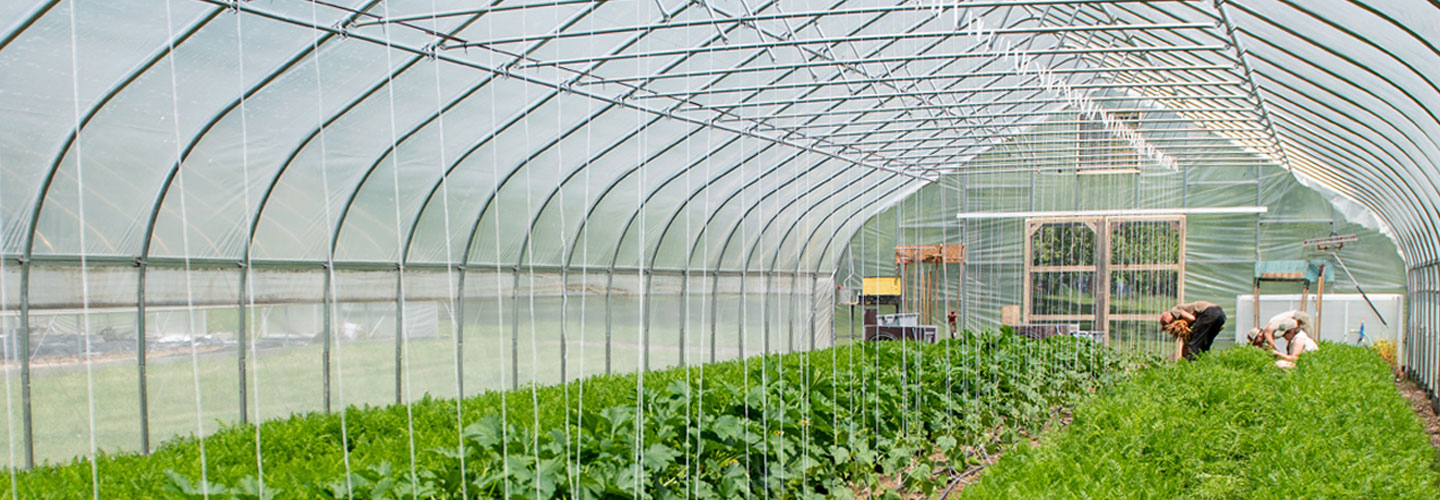 people tending to plants inside hoop house