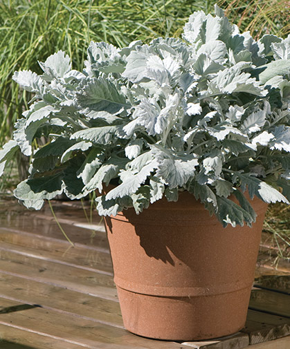 Container planting of dusty miller, also suitable for borders as well as foliage and filler in floral designs.