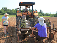 Cabbage planting time