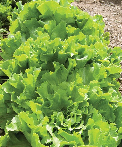 A planting of escarole, showing the attractive, generously sized heads of tender leaves.