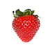 Earliglow Strawberry Harvest Program