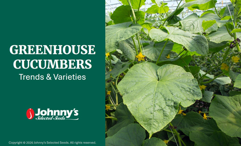 Greenhouse Cucumbers: Trends & Varieties