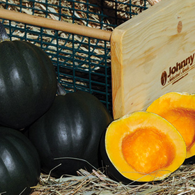 How to Grow Acorn Winter Squash