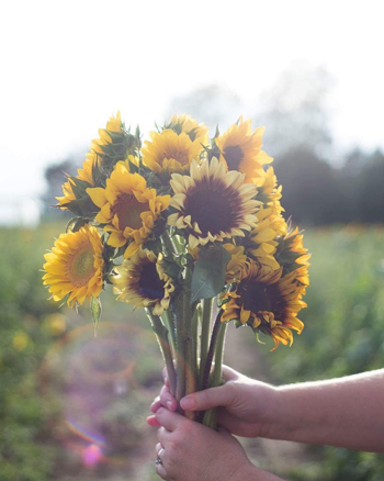 These pollen-less, strong-stemmed sunflowers have been picked at precisely the optimal time, when the petals are just lifting from the disk.