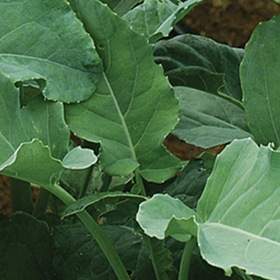 How to Grow Leaf Broccoli