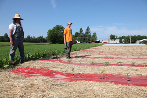 Plastic & Hay Mulch Combo