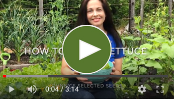 View Our How to Grow Lettuce Video