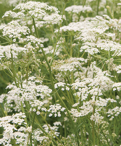 Caraway, a feathery plant with small white flowers, has a sweet warm aroma and flavor similar to other herbs in the Apiaceae family.