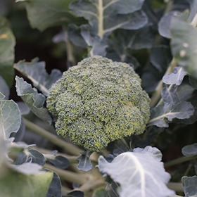 How to Grow Standard Broccoli