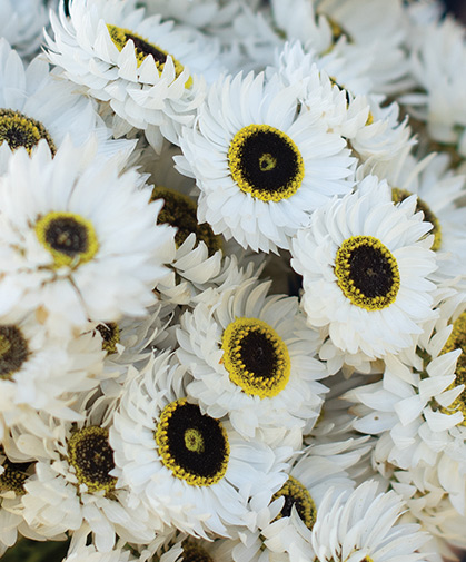 Helipterum (Rhodanthe chlorocephala), also known as Australian everlasting and paper daisy.