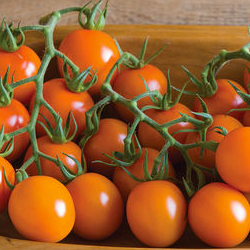 Clementine = Johnny's-Bred Orange Cocktail Tomato