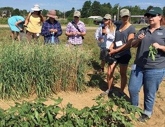 Organic cotton bred by Texas A&M student facilitates detection of GMO contamination