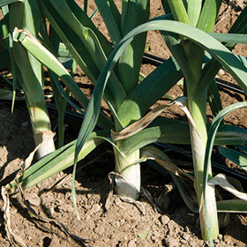 How to Grow Leeks