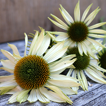 Echinacea