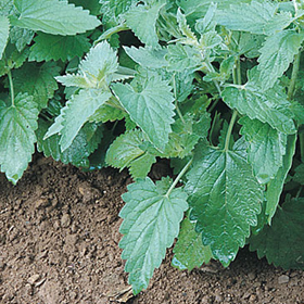 How to Grow Catnip