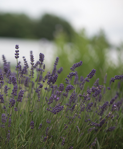 Field of lavender of a winter-hardy type that will produce bushy, well-branched plants and flowers the first year.