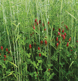 Fall Green Manure Mix