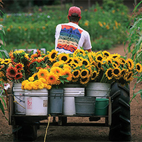 Sunflower Succession Planting Programs