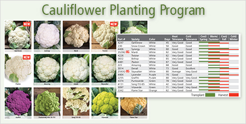 Cauliflower Planting Program