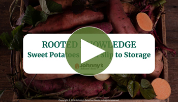 View Our Full Webinar Video