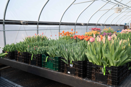 Forced bulbs in a greenhouse