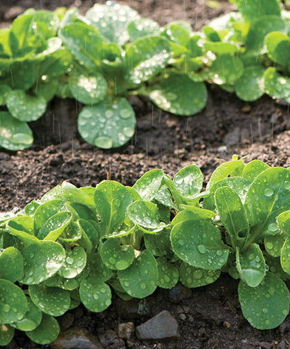 A planting of mâche in the early spring rains, known for the sweet, nutty flavor of its leaves in salads.