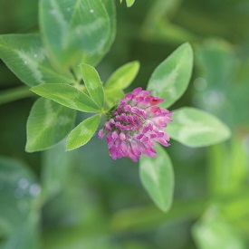 Medium Red Clover Organic Cover Crop Seed