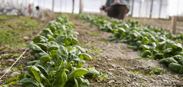 Spinach Planting Program