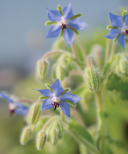 The edible blue florets of borage can be sprinkled into salads or used for garnishing.