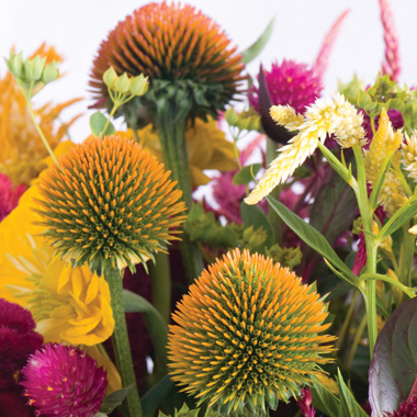 Echinacea purpurea