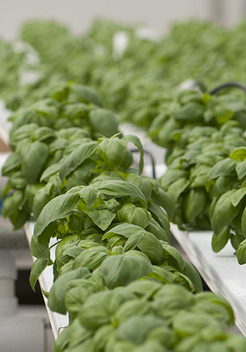Hydroponic basil at Olivia's Garden