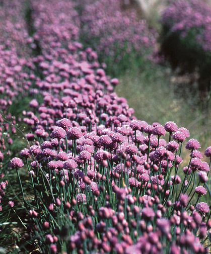 A row of standard chive plants (Allium schoenoprasum) in bloom and ready for harvesting for fresh, freezing, or dry use.