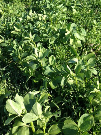 Cover-cropped field of bell beans, with a nurse crop of winter rye and oats.