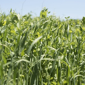 Peas and Oats Mix