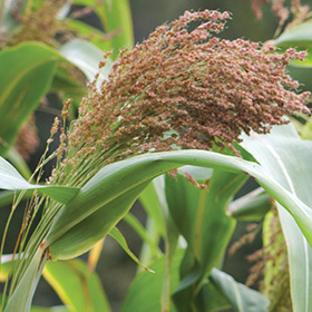 How to Grow Ornamental & Dry Field Corn
