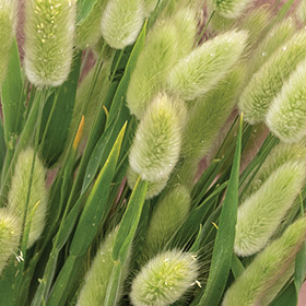 How to Grow Hare's Tail Grass