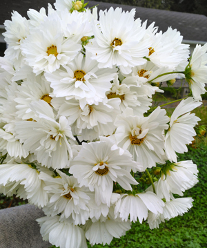 Carly Cavalier's 'Fizzy White' cosmos are always in demand for weddings.
