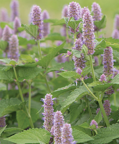 The erect branches of anise hyssop's mint-&-licorice-scented leaves end in fuzzy spikes of small, edible, lavender flowers.