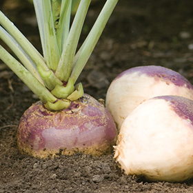 How to Grow Rutabaga