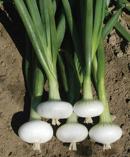 A freshly harvested bunch of cipollini onions of the classic Italian specialty type.
