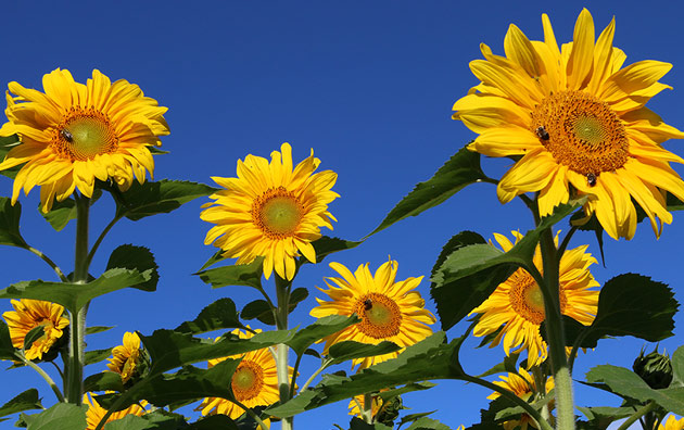 Royal Hybrid Sunflower in Johnny's Trial Field