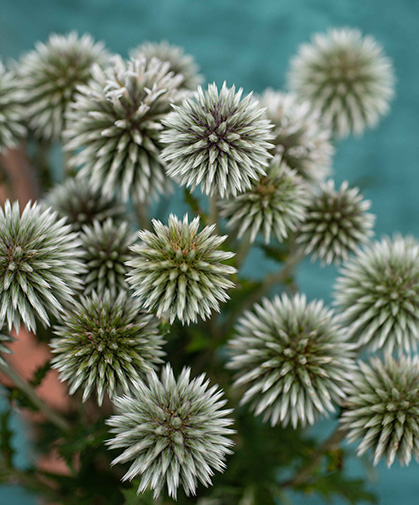 A stand of blossoming Echinops (globe thistle) at Johnny's Research Farm.