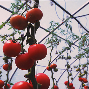 Greenhouse tomato varieties