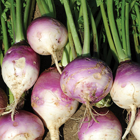 How to Grow Purple Top Turnips
